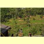 kintamani027.jpg
